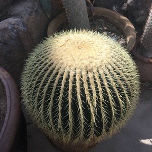 Meet your Posher, Meghan